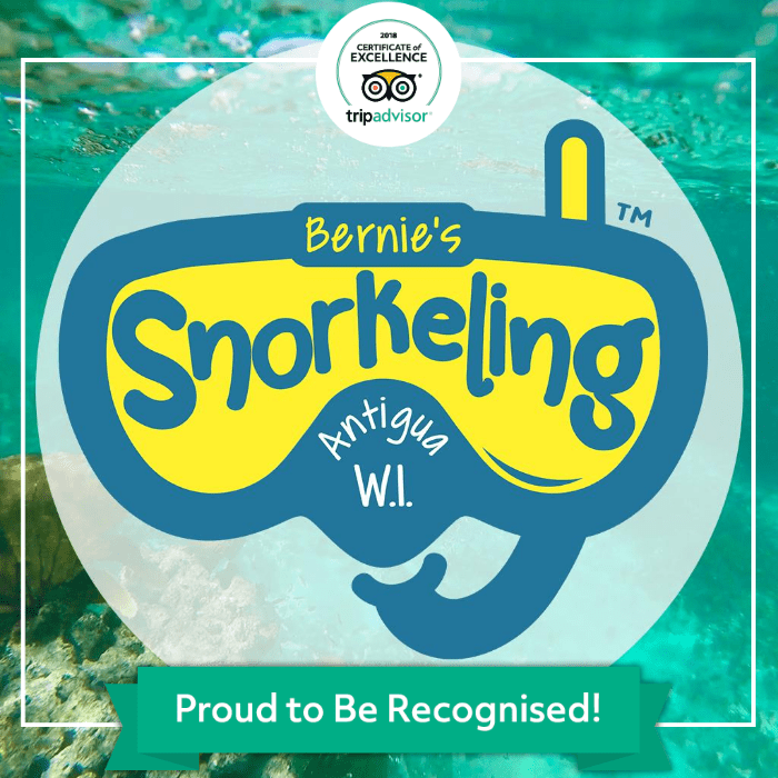 Bernie’s Snorkeling Antigua W.I