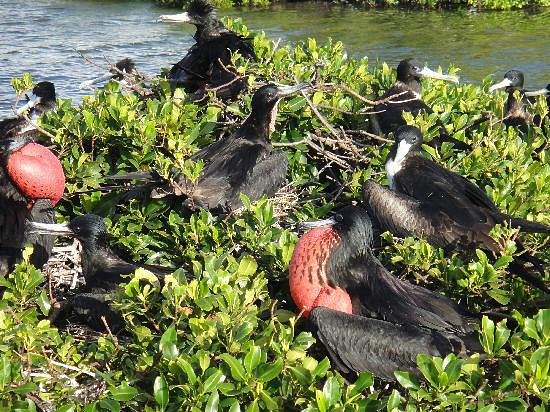 Frigate Bird Sanctuary